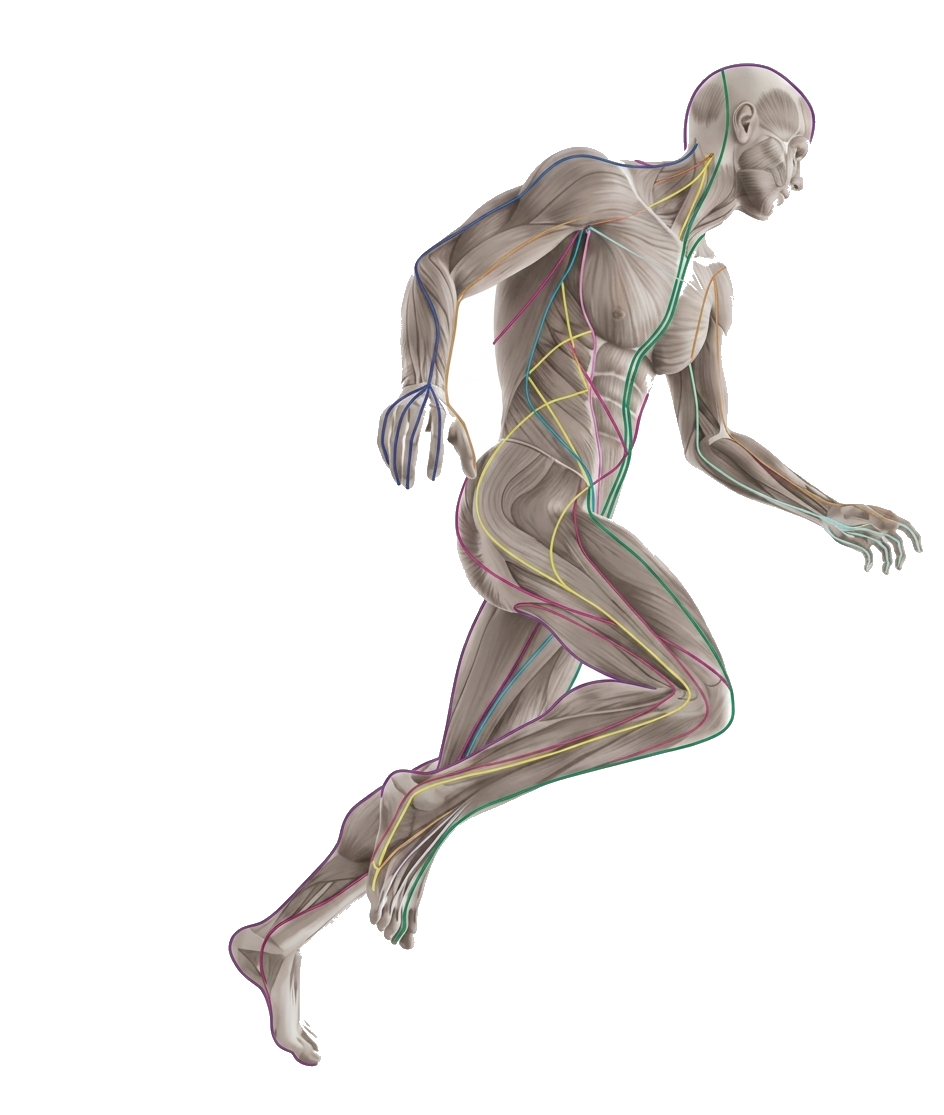 Anatomy Trains fascial lines illustrated on a running figure