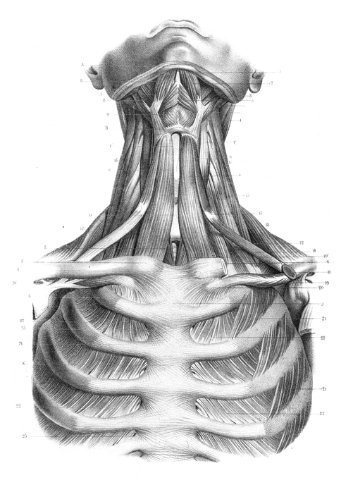 Anatomical illustration of the anterior neck muscles and fascial connections